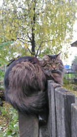 Кузя, 3 года. г. Благовещенск