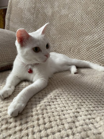 Сима, 10 лет. г. Свободный