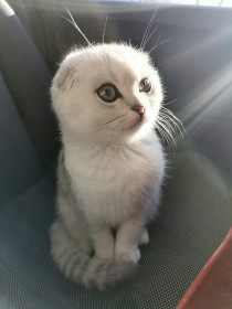 Осик, 5 месяцев. г. Благовещенск