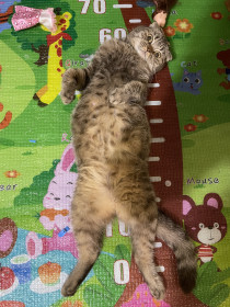 Молли, 3 года, 3 кг. г. Благовещенск