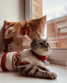 Кокос, 8 мес., 5 кг. г. Благовещенск