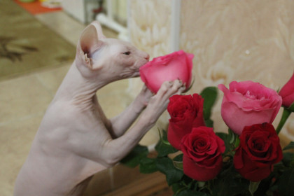 Элис, 1 год. г. Благовещенск