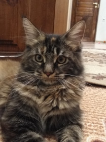 Муся, 1 год, 6 кг. г. Зея