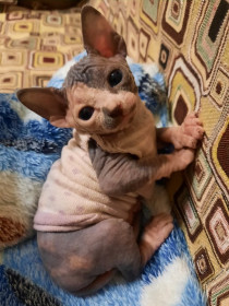 Хлоя, 3 недельки, 350 граммов