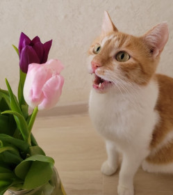 Жужик, 2,5 года. г. Белогорск