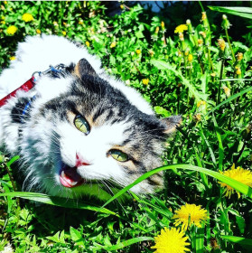 Макс, 10 лет, 3,5 кг