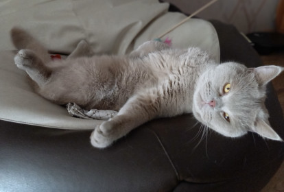 Бонифаций, 4,5 года. г. Благовещенск