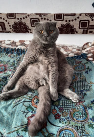 Тимоха, 2 года, 5,5 кг. г. Благовещенск