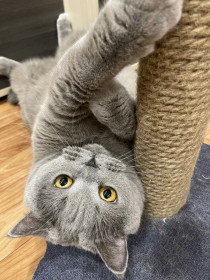 Бася, 6 лет, 6 кг, г. Благовещенск