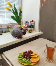 Кот Михаил, 1,5 года, 4 кг. г. Благовещенск