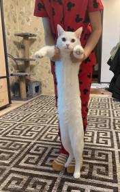 Симба, 1,4 года. г. Свободный