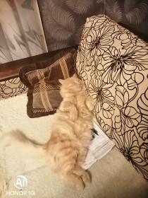 Чупакабра, 2,5 года. г. Благовещенск