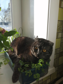 Феликс, 2 года. г. Шимановск