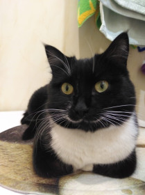 Тиша, 4 года. г. Зея