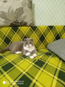 Том, 6 лет, 6 кг. с. Новоалександровка