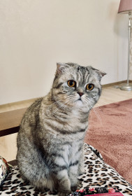 Муся, 5 лет, г. Благовещенск