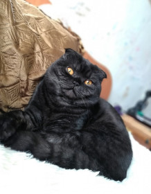 Норик, 2,5 года. пгт Бурея, Амурская область