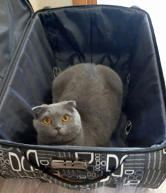 Молли, 1 год 10 месяцев. пгт Бурея