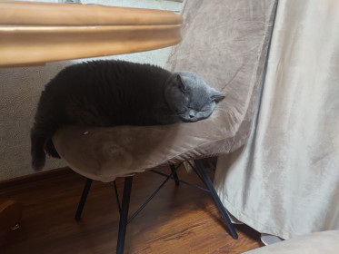 Арсик, 10 лет