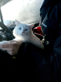 Вайсик, 1 год 5 месяцев. г. Сковородино