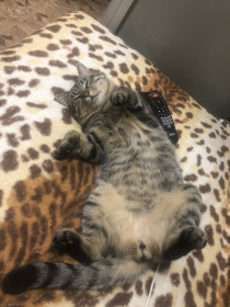 Митяй, 2 года. г. Благовещенск