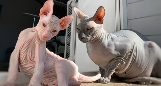 Перси (1,3 г., 5 кг) и Оскар (2 мес., 1,5 кг). г. Благовещенск