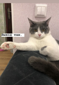 Газ. 2,5 года