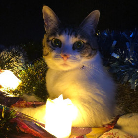 Виски, 6 лет