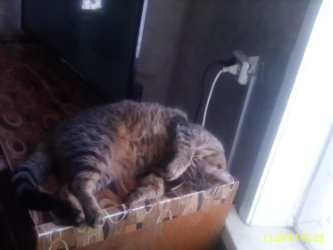 Арчи, 2 года