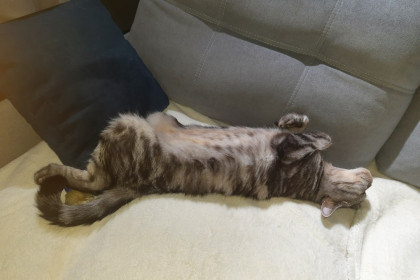 Марселька, 5 лет