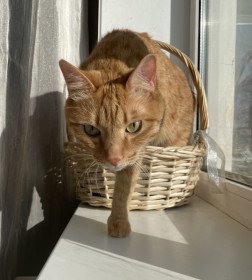 Рыжка, 7 лет