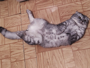 Вольт, 1 год