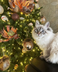 Патрик, 10 месяцев, г. Тында