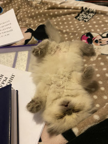 Феликс, 2 месяца. г. Тында