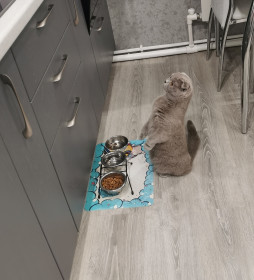 Дымка, 1,5 года, с. Чигири