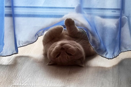 Саймон, 7 лет. г. Благовещенск