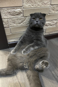 Филипп, 2 года. г. Свободный