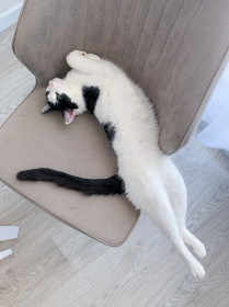 Пират, 1,5 года, г. Благовещенск