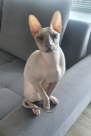 Рамзес, 1 год, г. Благовещенск