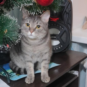 Барс, 1 год 8 месяцев