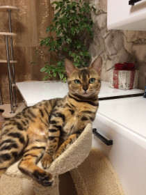 Лия, 3 года. г. Завитинск