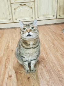 Тихомир, 10 лет. г. Благовещенск