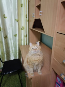 Абрикос, 2,5 года. г. Сковородино