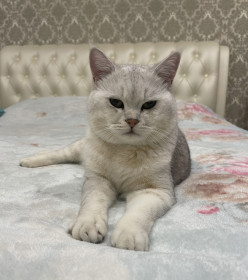 Марсель, 1,1 г, 5,5 кг. г. Благовещенск