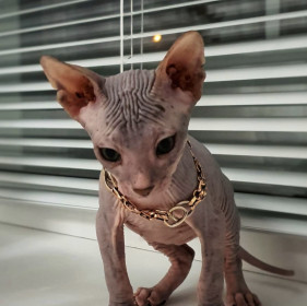 Рамзэс, 3 м. г. Благовещенск