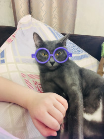 Кора, 2 года, 3 кг. г. Благовещенск