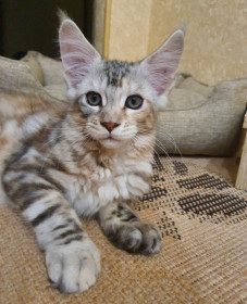 Шанель, 3 мес., 2 кг. г. Благовещенск