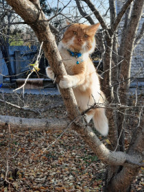 Бари, 7 лет. с. Белогорье