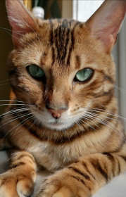 Алиса, 1 год. г. Благовещенск