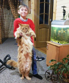 Айфон, в простонародье Афанасий, 5,5 лет, 8,5 кг.